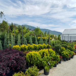 plant supply in georgia tbilisi saguramo